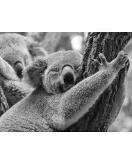 Guerrero Maasai , Kenia