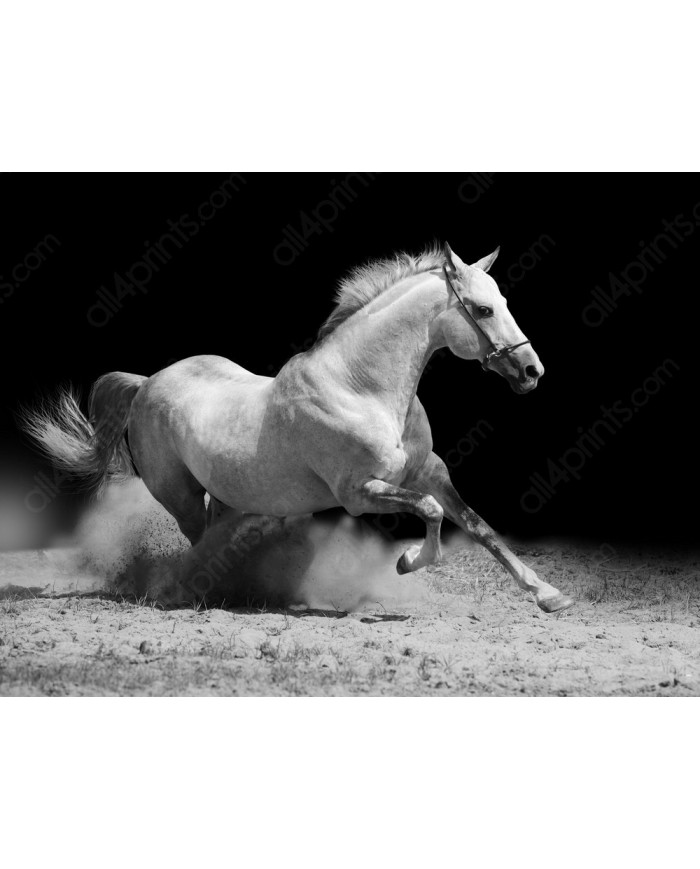 White horse riding