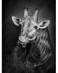 Jirafa, parque nacional Serengueti, Tanzania