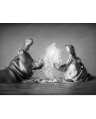 Jirafa, parque nacional Serengueti, Tanzania