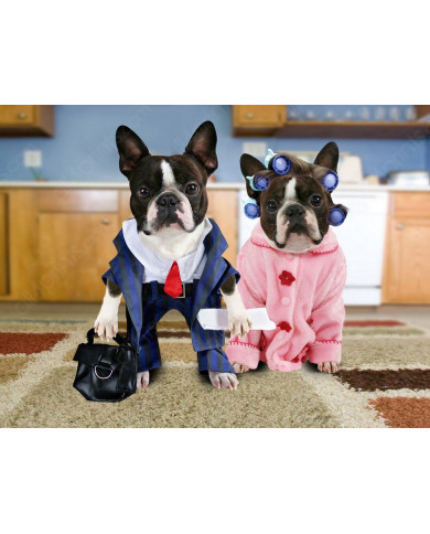 Pareja de boston terriers disfrazados Pareja de boston terriers disfrazados