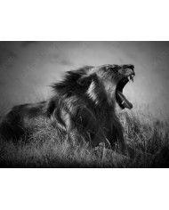 Rugido del león, Parque Nacional Nacional de los Volcanes, Ruanda