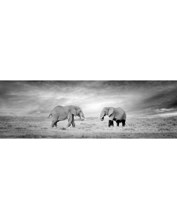 Elefante, Parque Nacional Serengueti, Tanzania