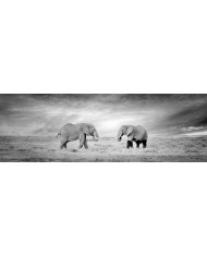 Elefante, Parque Nacional Serengueti, Tanzania