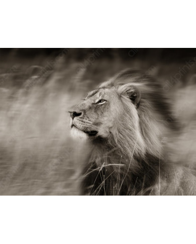 A lion weathering the wind, Serengeti National Park,