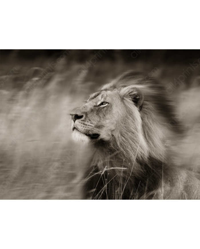 Un león difrutando del viento,Parque Nacional Serengueti,
