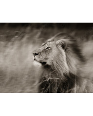 Rugido del león, Parque Nacional Nacional de los Volcanes, Ruanda