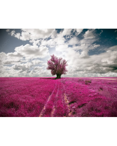 El color de la vida El color de la vida
