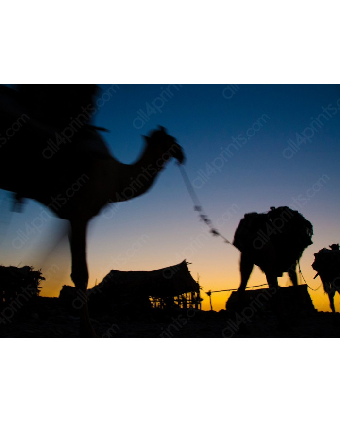 Camels in the desert of Marrakesh, Morocco