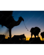 Camellos por el desierto de Marrakech,Marruecos