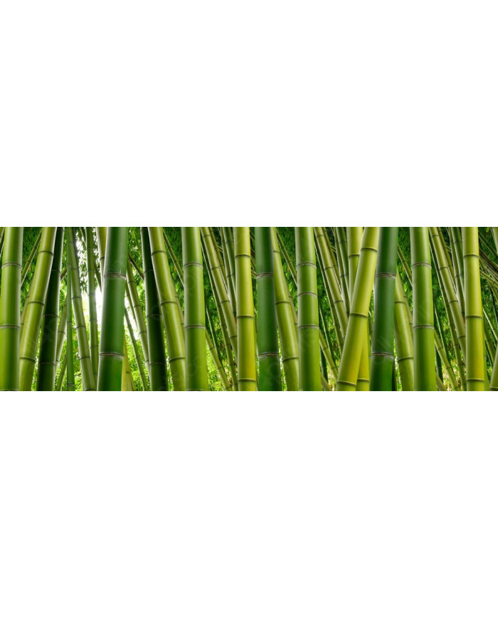 Bosque de bambús,India