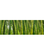 Bosque de bambús,India