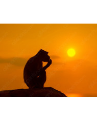 Manada de cebras,Parque Nacional Kruger,SudÁfrica