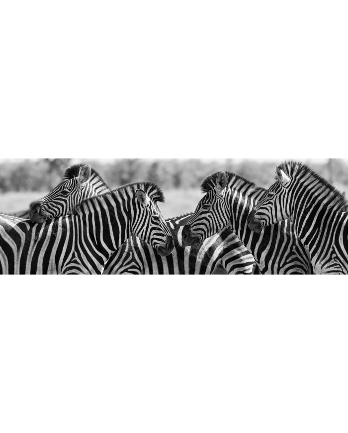 Herd of zebras, Kruger National Park, South Africa