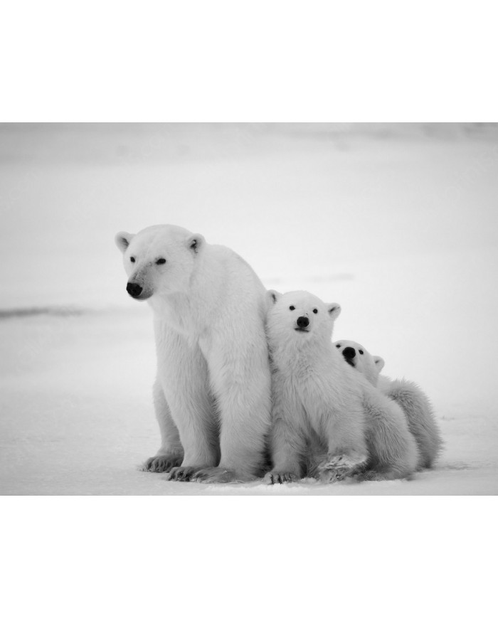 Polar bears, Canada