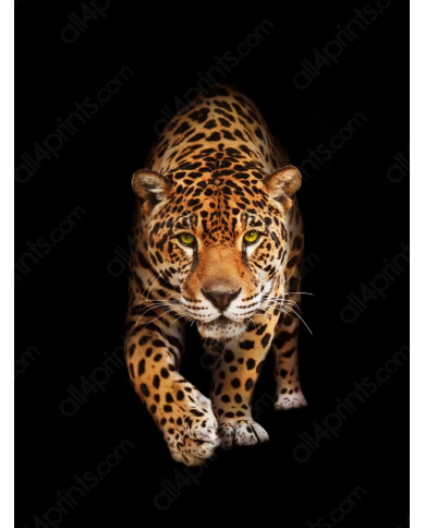 Retrato de un jaguar, Costa Rica Retrato de un jaguar, Costa Rica