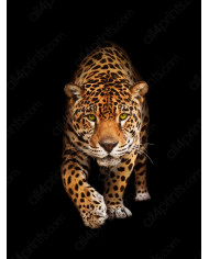 Retrato de un jaguar, Costa Rica