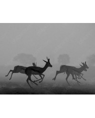 Retrato de un jaguar, Costa Rica