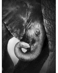 Bebé elefante consolándose con su madre, Parque Nacional Etosha, Namibia