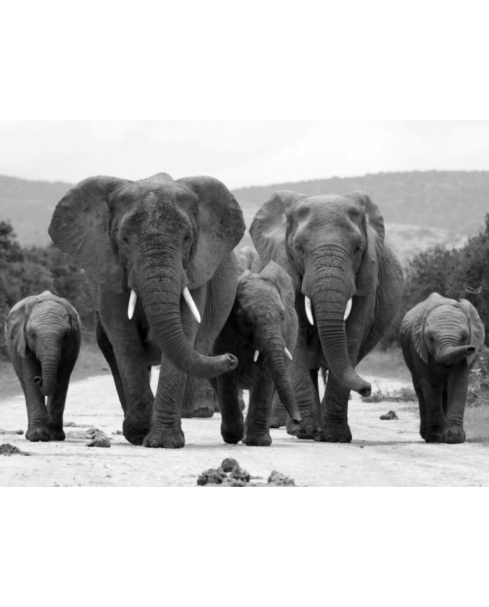 Elephant herd, Kruger National Park, South Africa