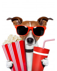 Perro afrancesado viendo una película