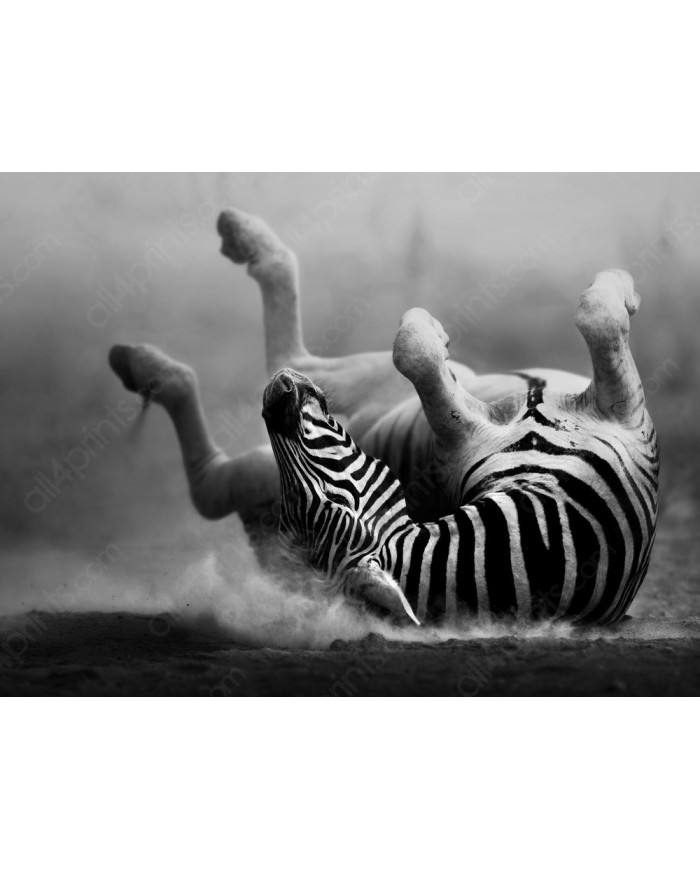 Zebra of Ngorongoro National Park, Tanzania