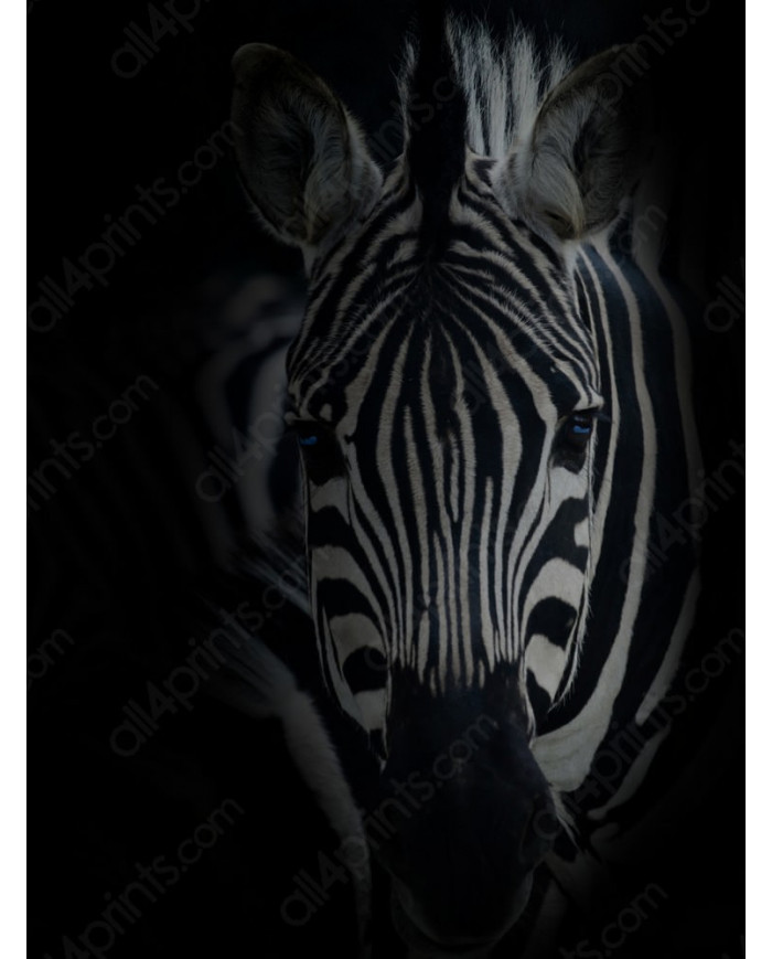Portrait of a zebra Serengeti National Park, Tanzania