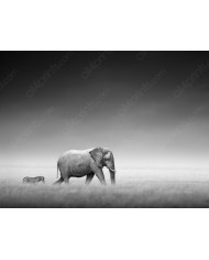 Mirada penetrante del tigre blanco, India