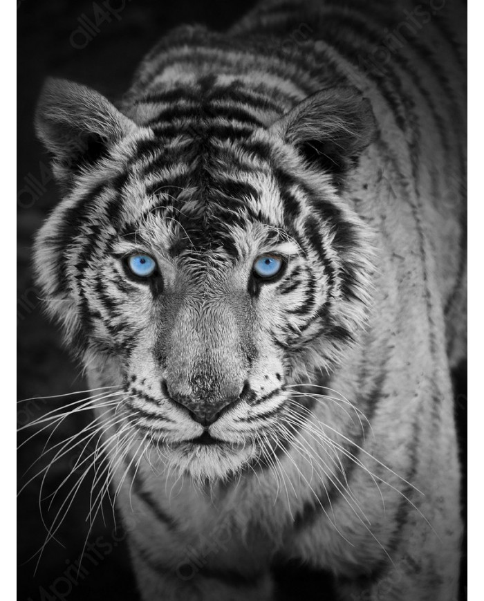 White tiger biting gaze, India