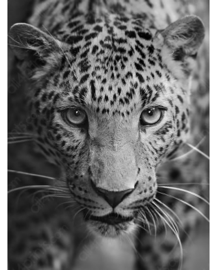 Lurking Leopard