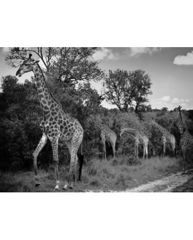 Giraffes in the Kruger National Archeology, South Africa