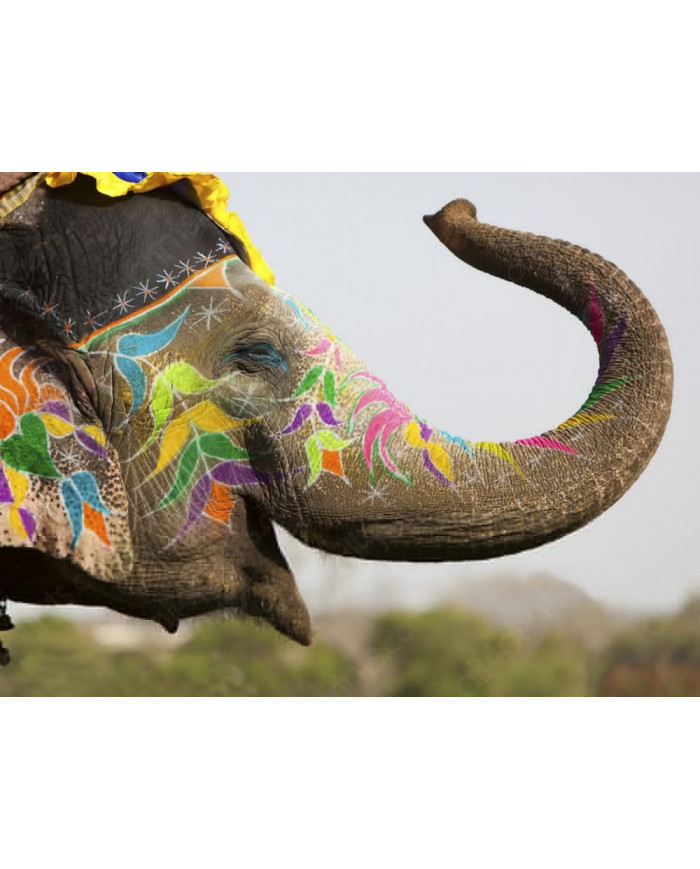 Elefante en el festival de Jaipur, India