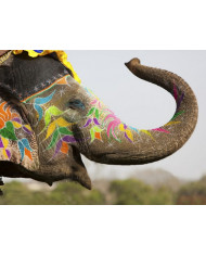 Elefante en el festival de Jaipur, India