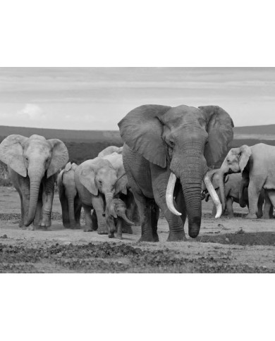 Elephant herd, Addo Elephant National Park, South Africa