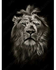 Elefante en la reserva de Gondwana, SudÁfrica