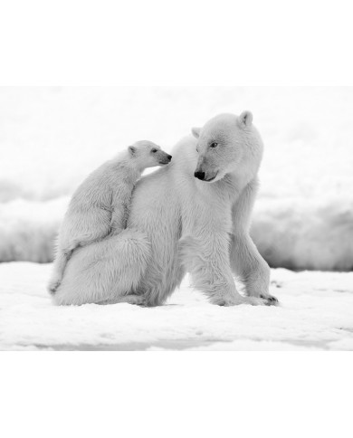 Oso polar con su cría Oso polar con su cría