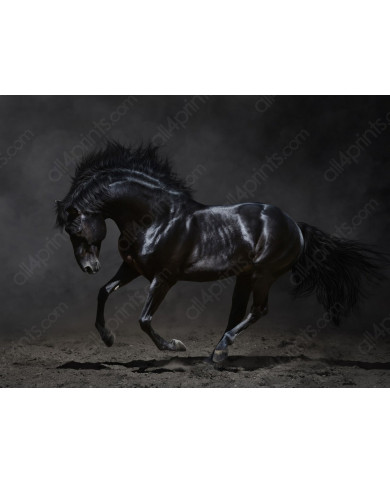 Caballo negro galopando Caballo negro galopando
