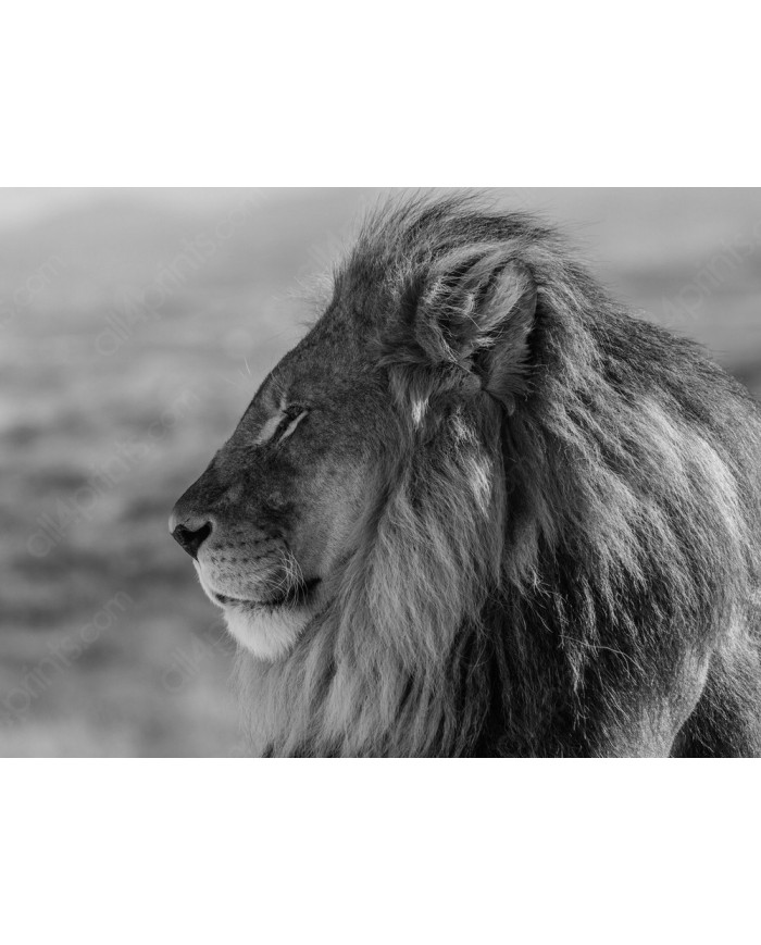Majestic Lion, Kruger National Park, South Africa