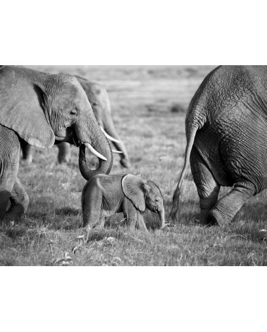 Family of Elephants in the savannah, Safari in Amboseli, Kenya