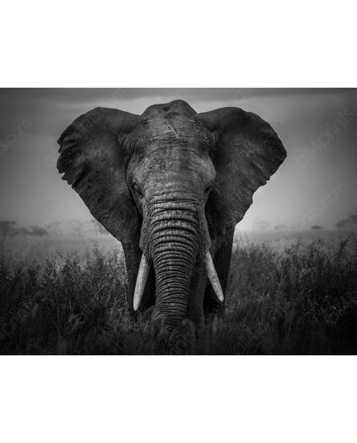 Elefante, Parque Nacional Serengueti, Tanzania