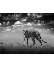 Elefante, Parque Nacional Serengueti, Tanzania