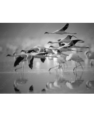Bandada de flamencos enanos, Parque Nacional Nakuru, Kenia