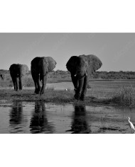 Bandada de flamencos enanos, Parque Nacional Nakuru, Kenia