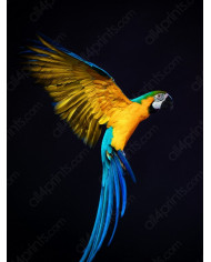 Paraguas artesanos,Laos