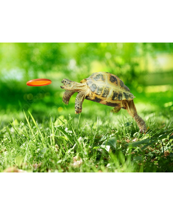 Salto de toruga para coger su frisbee