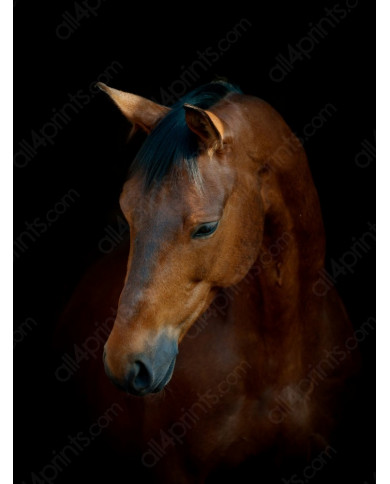 Retrato de caballo Retrato de caballo