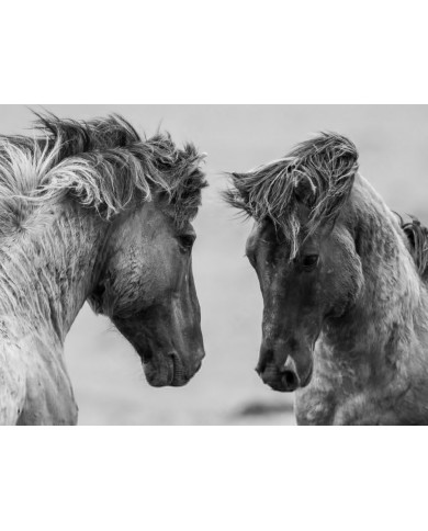Caballos en lucha Caballos en lucha