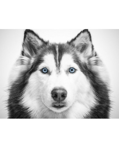 Husky siberiano Husky siberiano