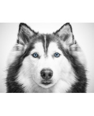 Retrato de un cebra, Parque Nacional Serengueti, Tanzania