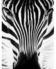 Retrato de un cebra, Parque Nacional Serengueti, Tanzania